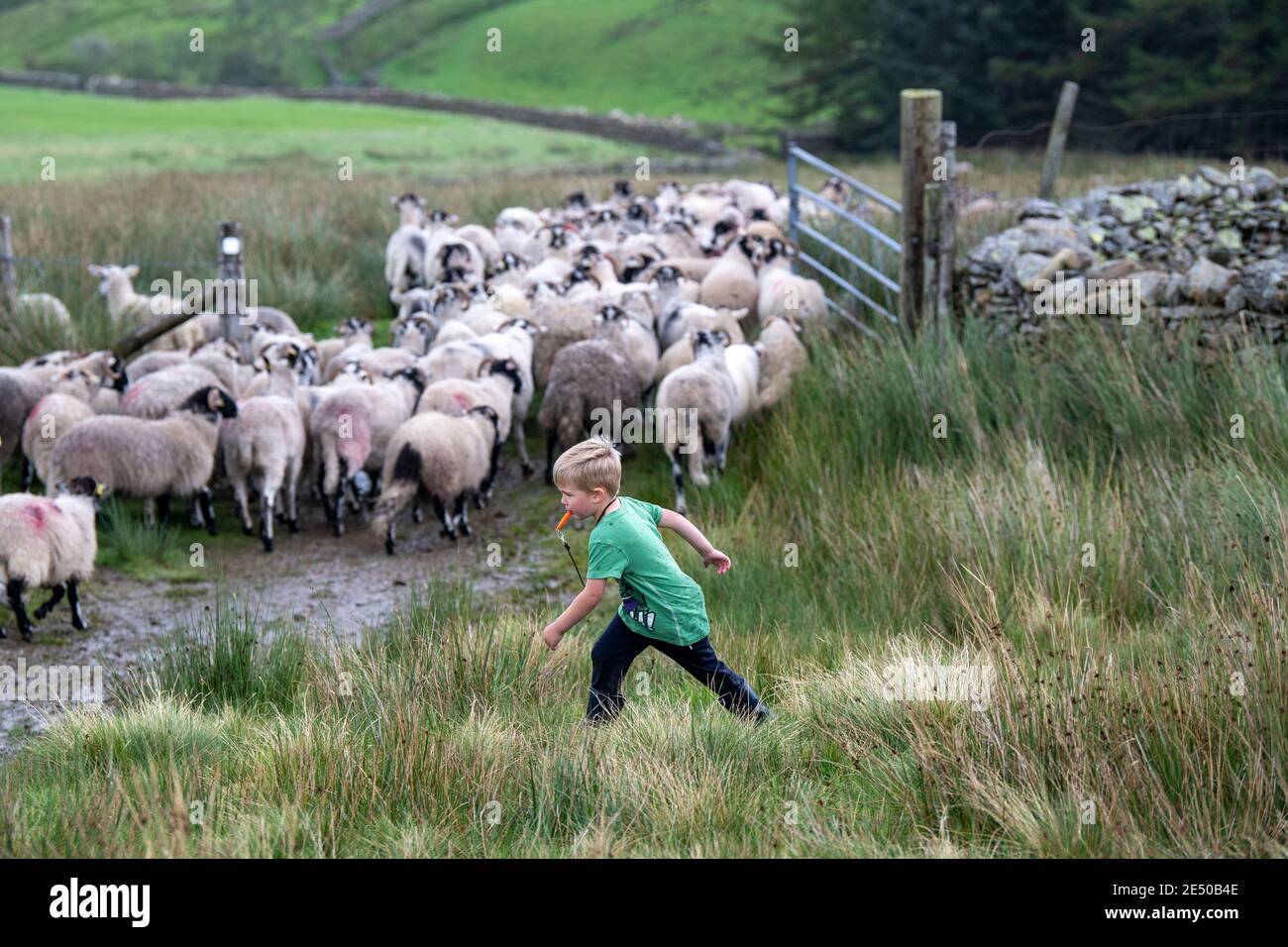 Rassemblement de moutons au large des collines de Howgill à Cumbria, une partie des « Dales occidentales » dans le parc national de Yorkshire Dales, Royaume-Uni. Banque D'Images