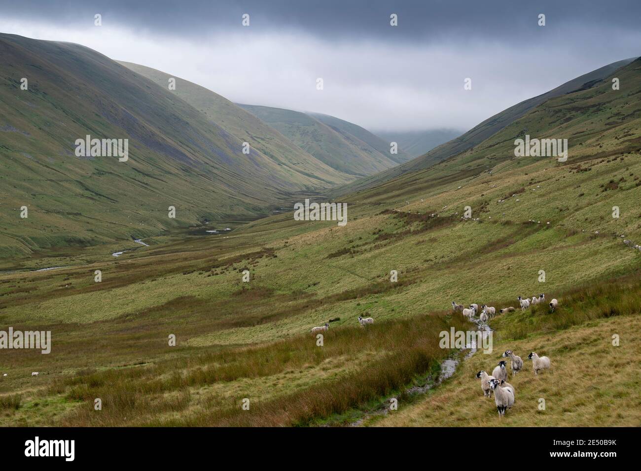 Rassemblement de moutons au large des collines de Howgill à Cumbria, une partie des « Dales occidentales » dans le parc national de Yorkshire Dales, Royaume-Uni. Banque D'Images
