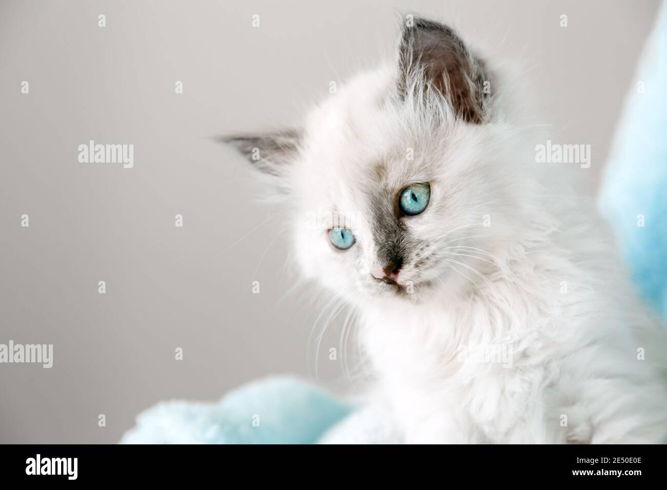 Chaton Blanc Banque D Image Et Photos Alamy Chaton Blanc Banque D Image Et Photos Alamy