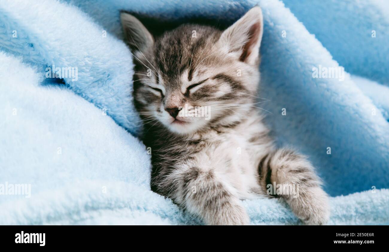 Couvre-lit rayé pour chatons sur une couverture bleue. Animal enfant gris chat avec pattes détendez-vous sur le lit avec espace de copie. Petit chaton tabby sur fond bleu. Long Banque D'Images
