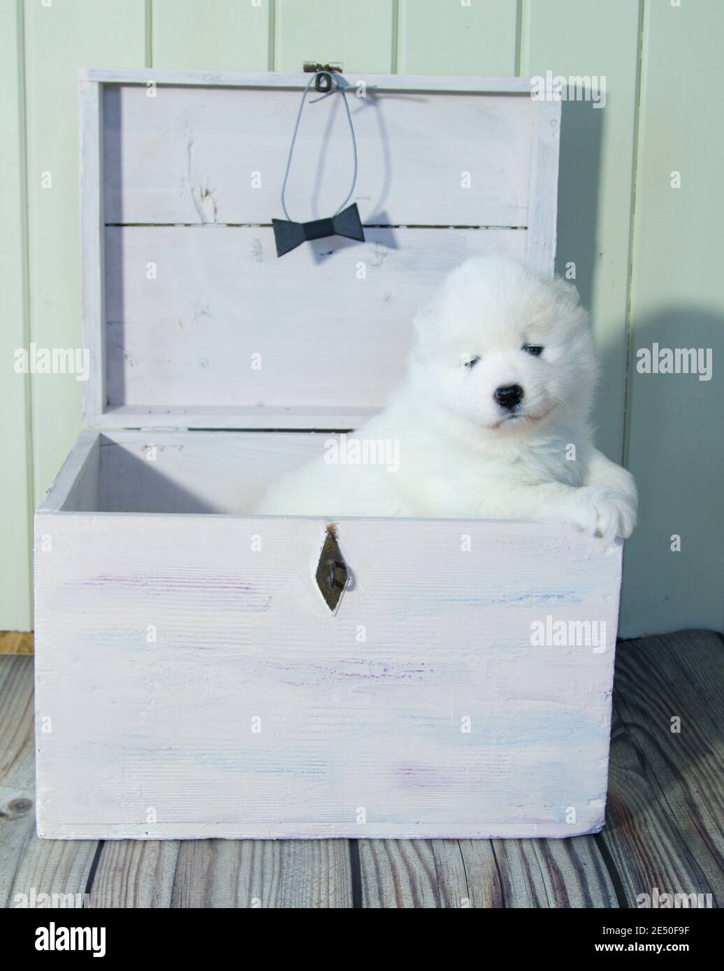 Un petit chiot blanc Samoyed monte d'un bois caisse Banque D'Images