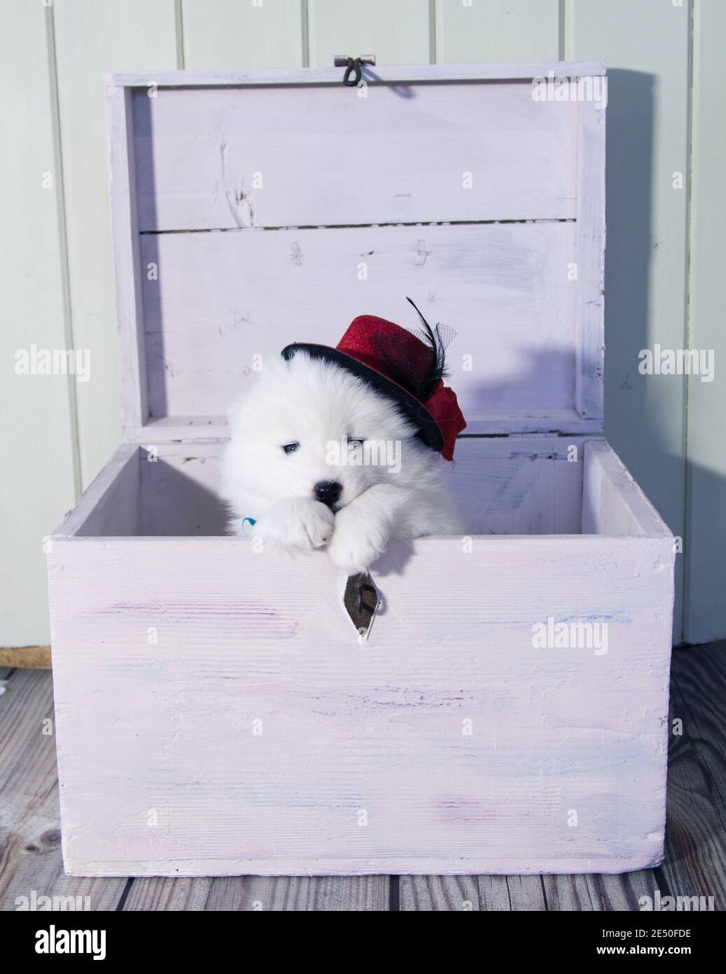 Un joli chiot blanc à la peau d'un chapeau rouge sort d'une boîte en bois Banque D'Images
