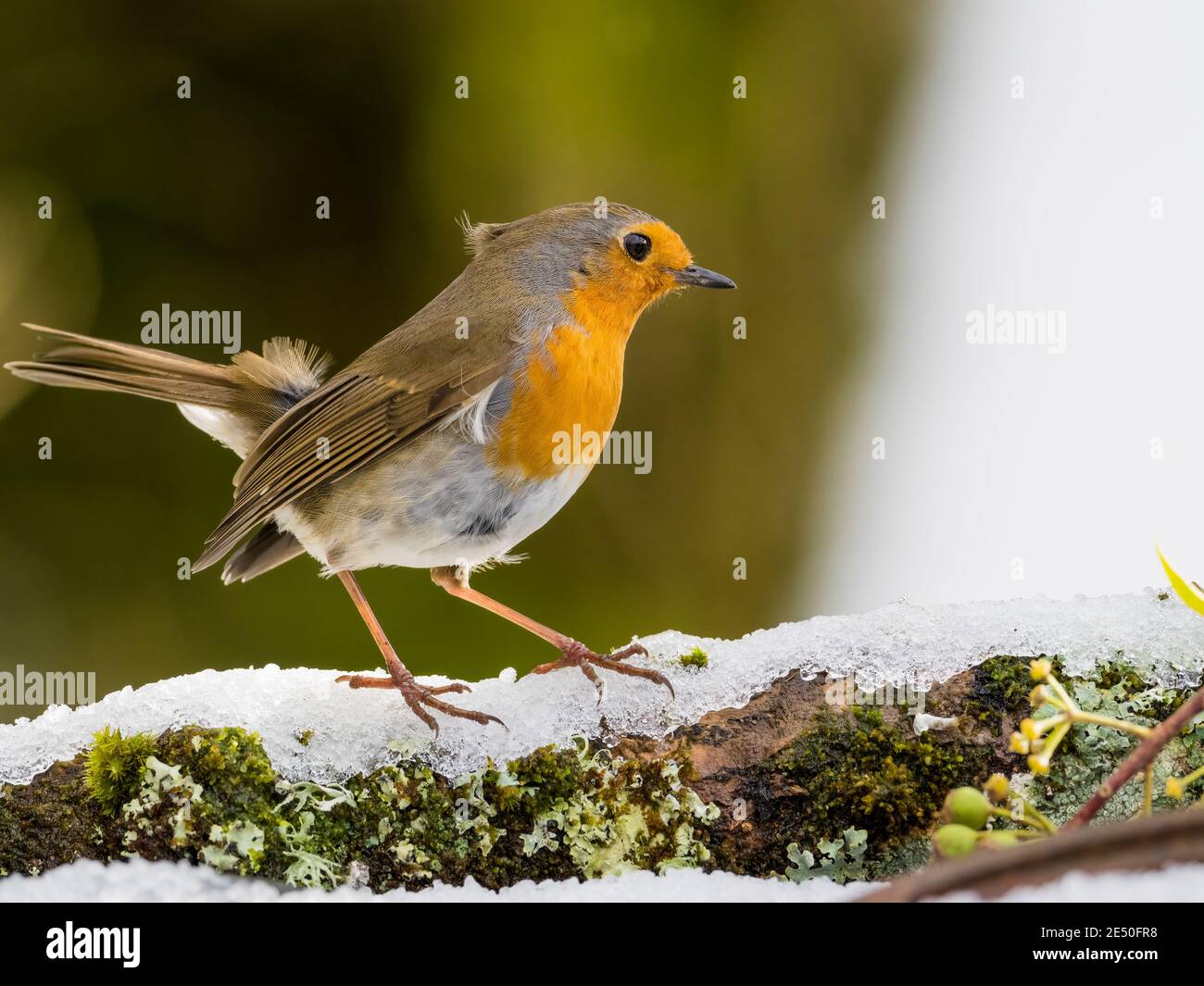 Un rouge-gorge dans la neige en hiver à mi-chemin Pays de Galles Banque D'Images