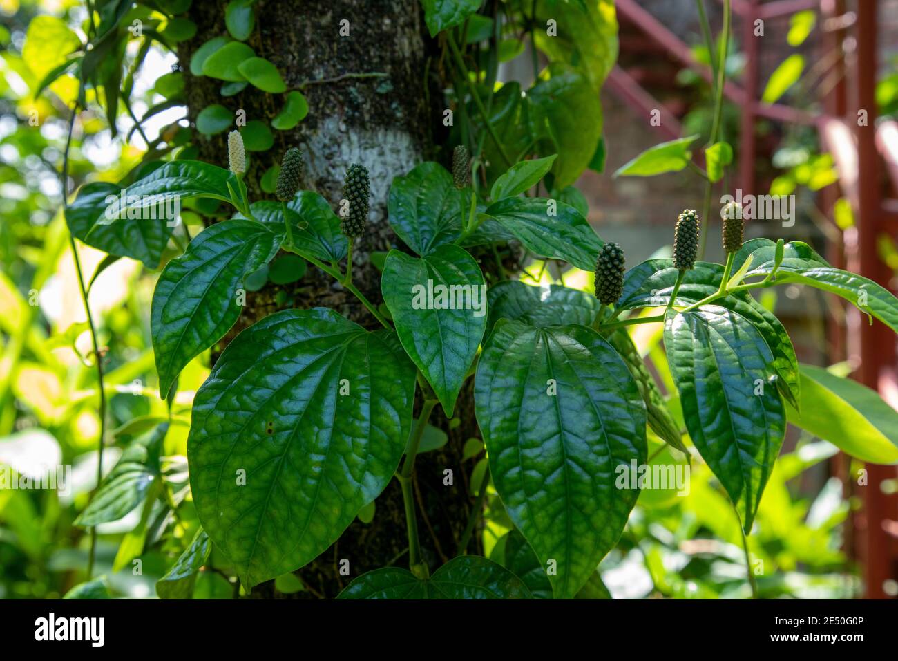Poivre noir, piper nigrum, plantes en plantation à Sylhet, Bangladesh Banque D'Images