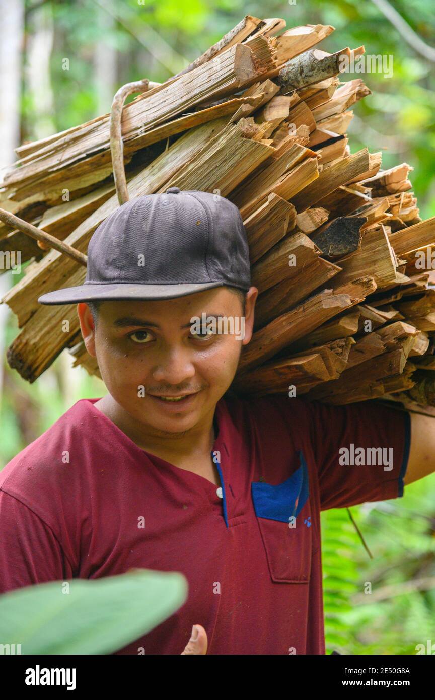 Homme transportant du bois dans la jungle malaisienne Banque D'Images