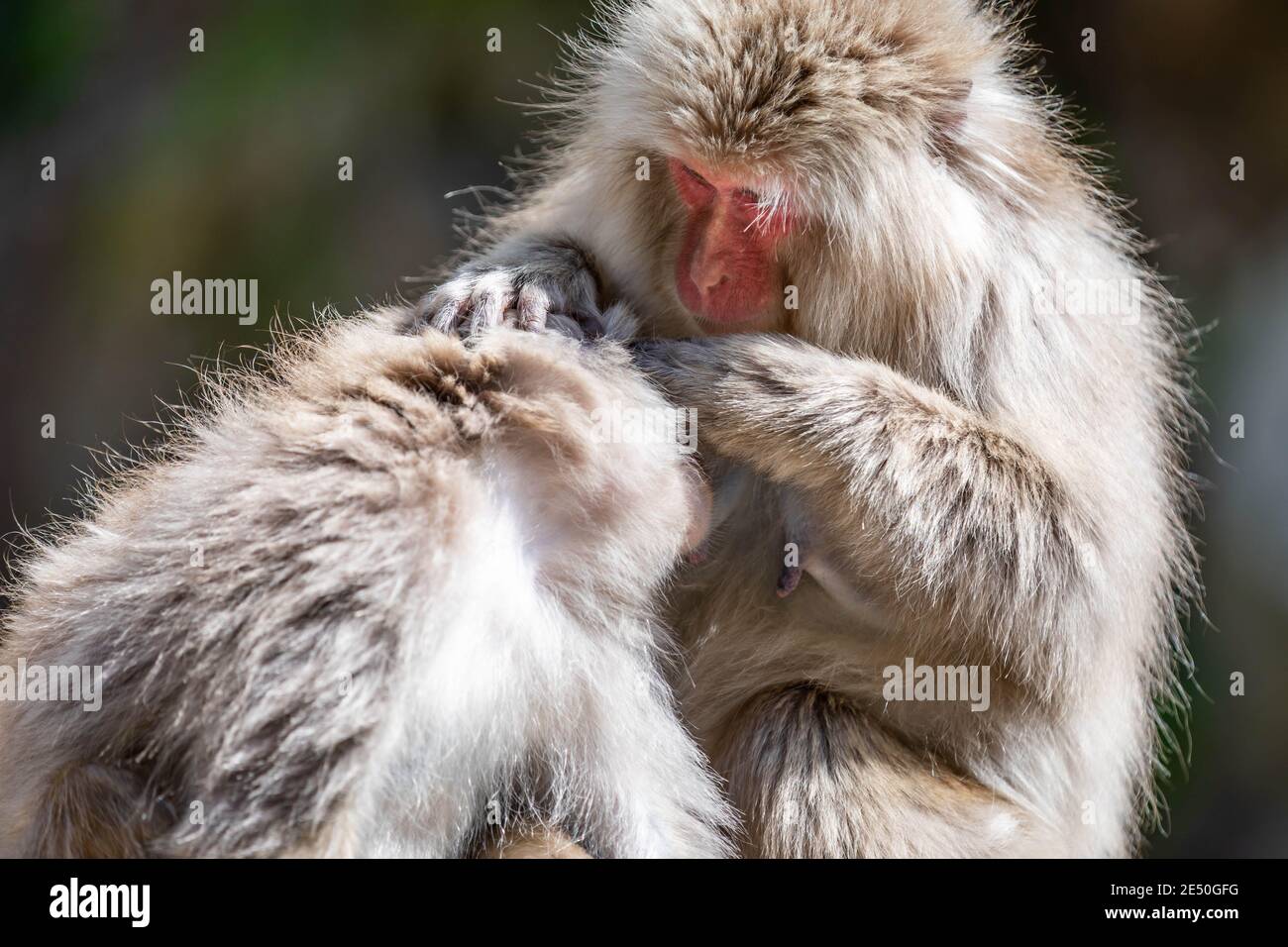 Gros plan de deux macaques japonaises mâles se toilettant sur un arrière-plan bokeh Banque D'Images