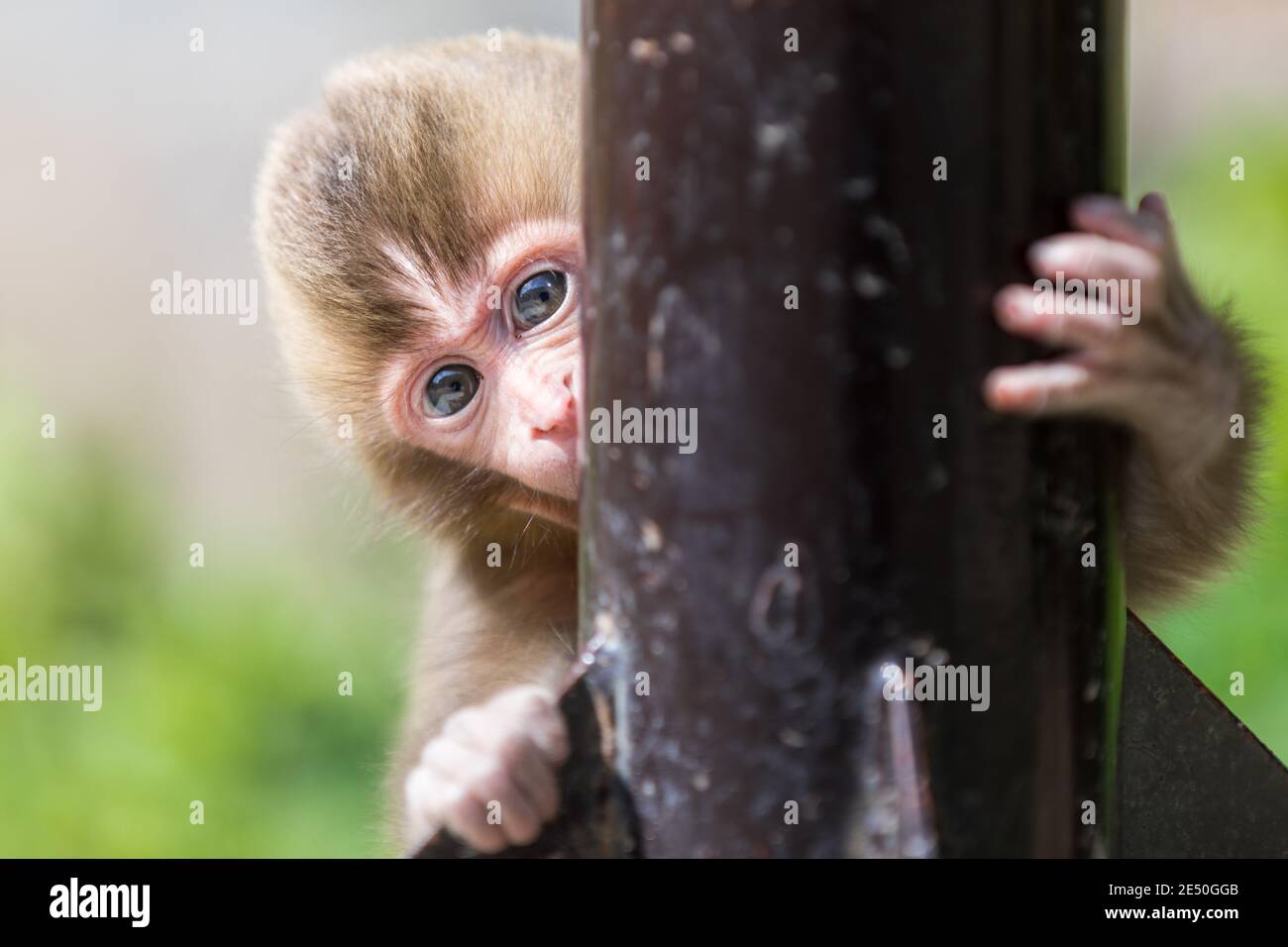Gros plan d'un bébé macaque japonais, se cachant derrière un poteau en acier et regardant la caméra, sur fond de bokeh Banque D'Images