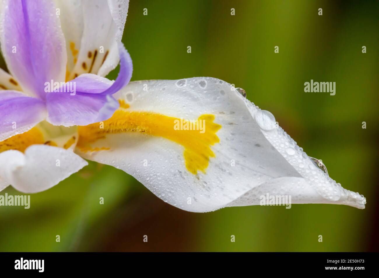 Une grande feuille de fleur blanche avec des gouttelettes d'eau dans un jardin intérieur Banque D'Images