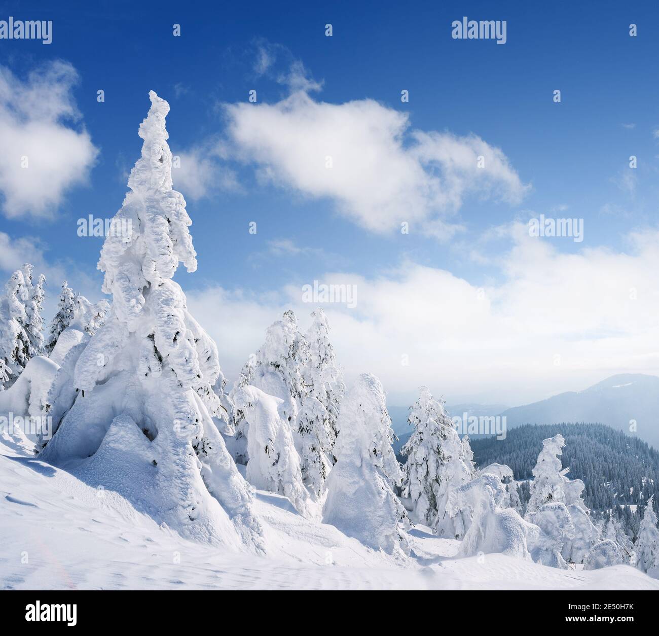Paysage d'hiver avec des sapins enneigés dans les montagnes une journée ensoleillée après une chute de neige Banque D'Images