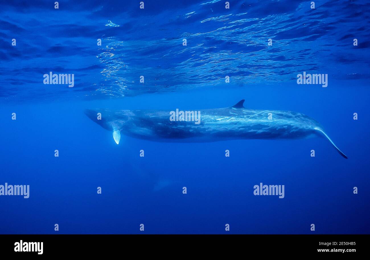 Rorqual commun, Balaenoptera physalus, espèces vulnérables, île de Pico, Açores, Portugal, océan Atlantique Banque D'Images