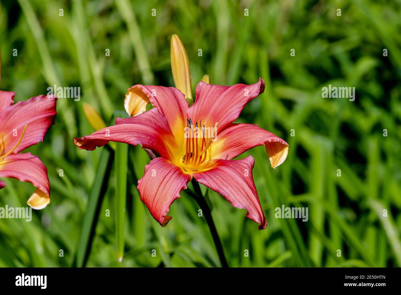 Fleur de daylis nommée Catherine Woodberry, Hemerocallis, Liliaceae, Bavière, Allemagne Banque D'Images