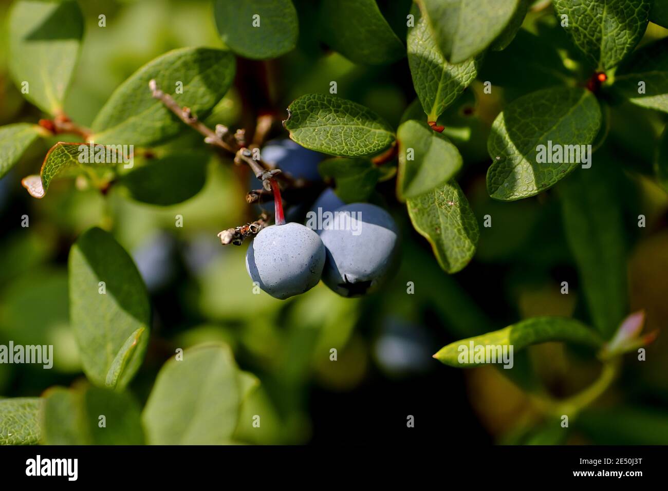 Fruits de la tourbière Bilberry en été, airelle du Nord, Vaccinium uliginosum Banque D'Images