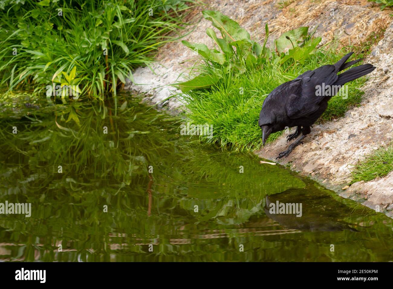 Un corbeau affamé est occupé à laver un os de poulet désolé dans la rivière Lee, à Hackney, Londres Banque D'Images