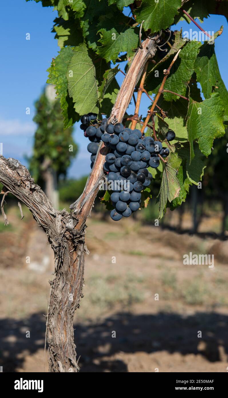 Grappe de raisin rouge raisin rouge Banque de photographies et d’images