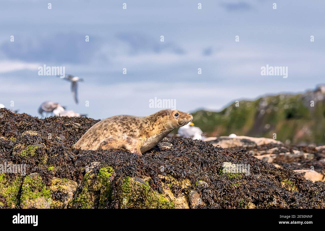 Photo de la pupe de phoque et du bord de mer de la mer du Nord. Northumberland. ROYAUME-UNI Banque D'Images