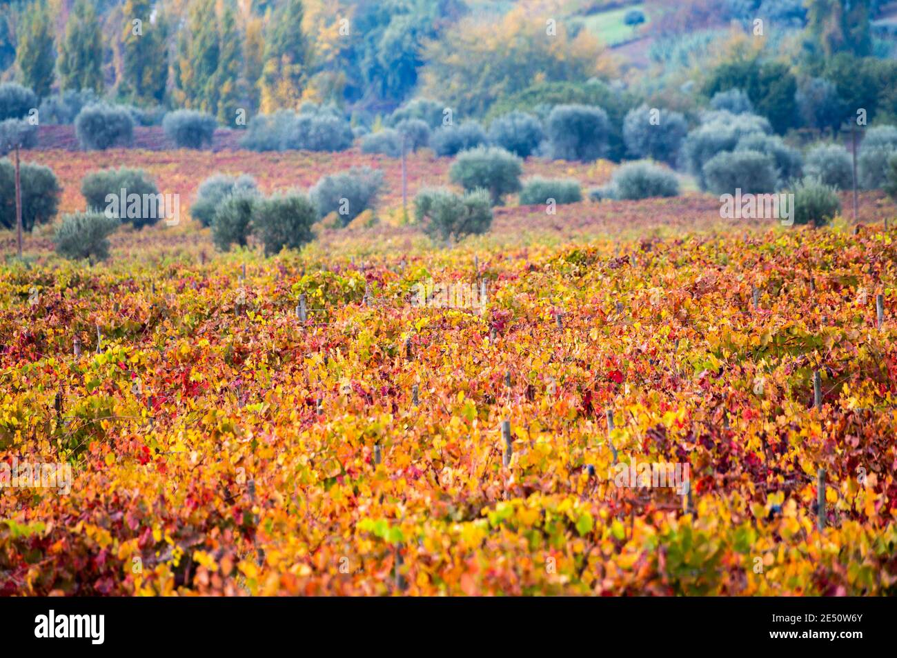 Paysage d'automne coloré de la plus ancienne région viticole du monde dans la vallée du Douro au Portugal, différentes variétés de vignes plantées sur des vignobles en terrasse, pr Banque D'Images