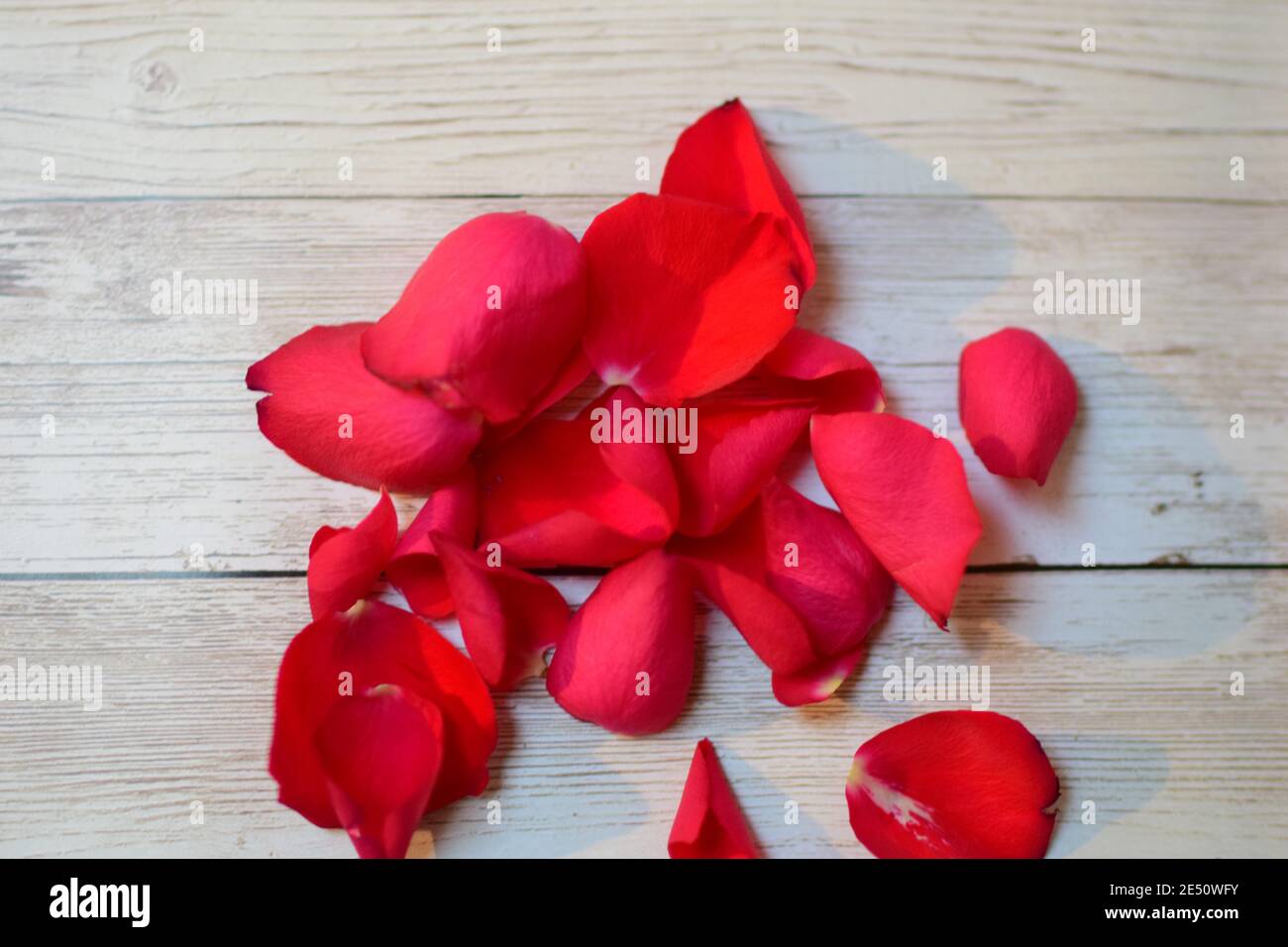Pétales de rose rouge sur fond beige texturé Banque D'Images