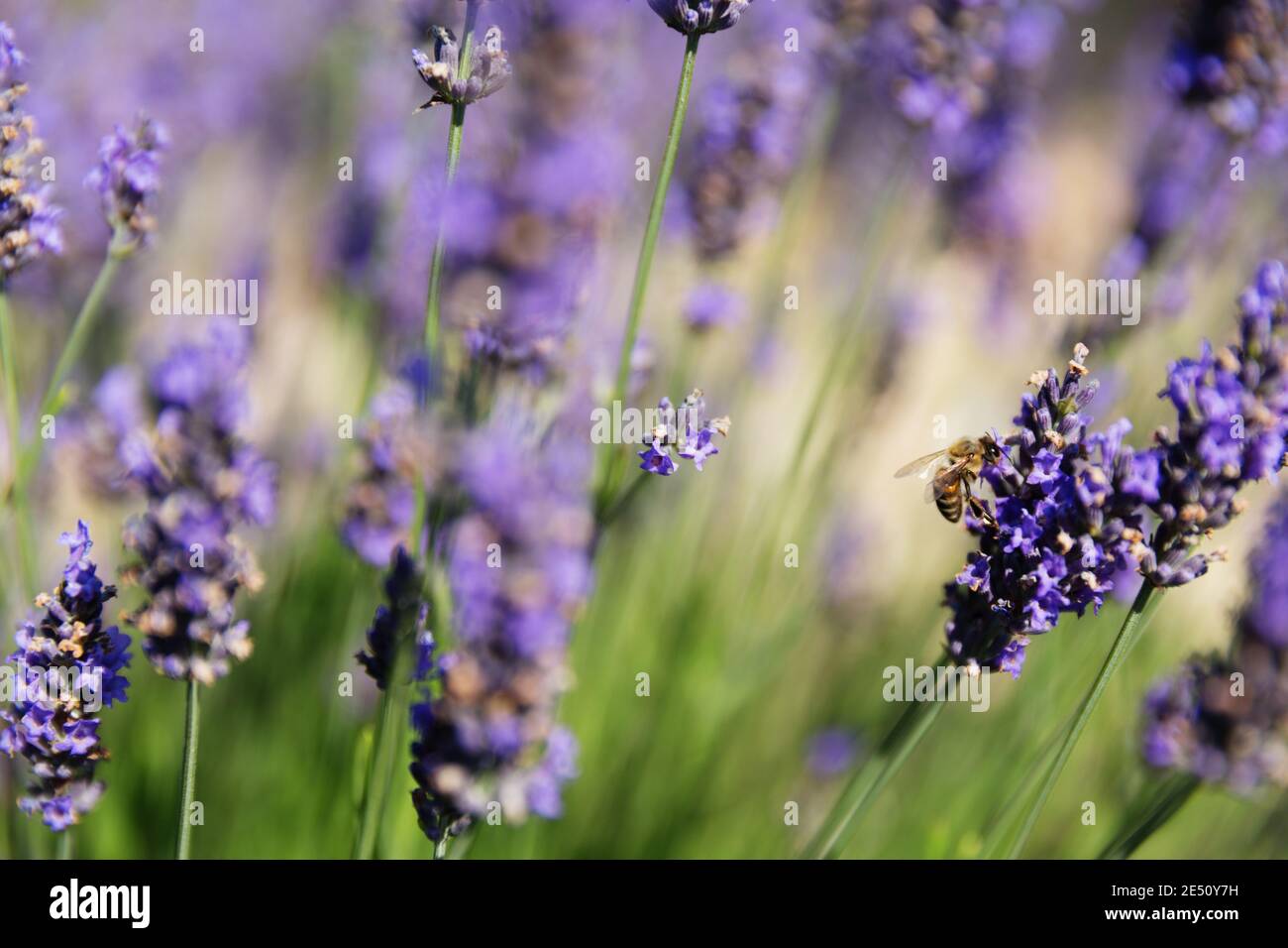 France Provence Sault Honey Bee Lavande en lavande Champ Banque D'Images