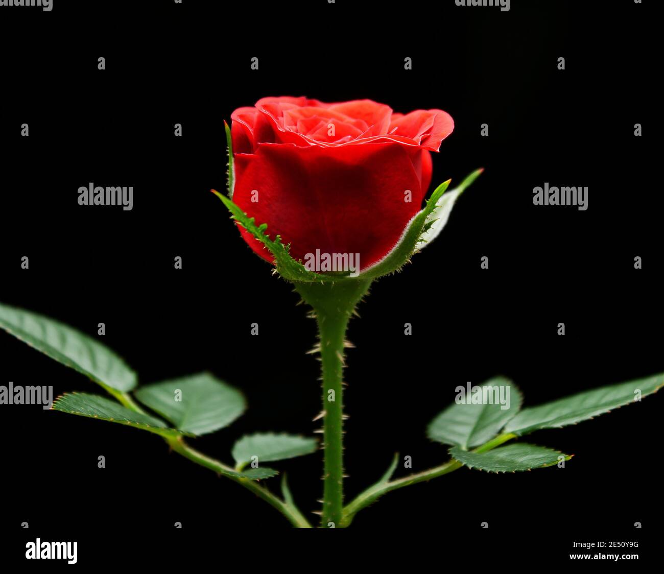 Rose rouge sur fond noir, CopySpace, thème romantik, belle fleur fraîche, symbole d'amour, Blossom de roses rouges Banque D'Images