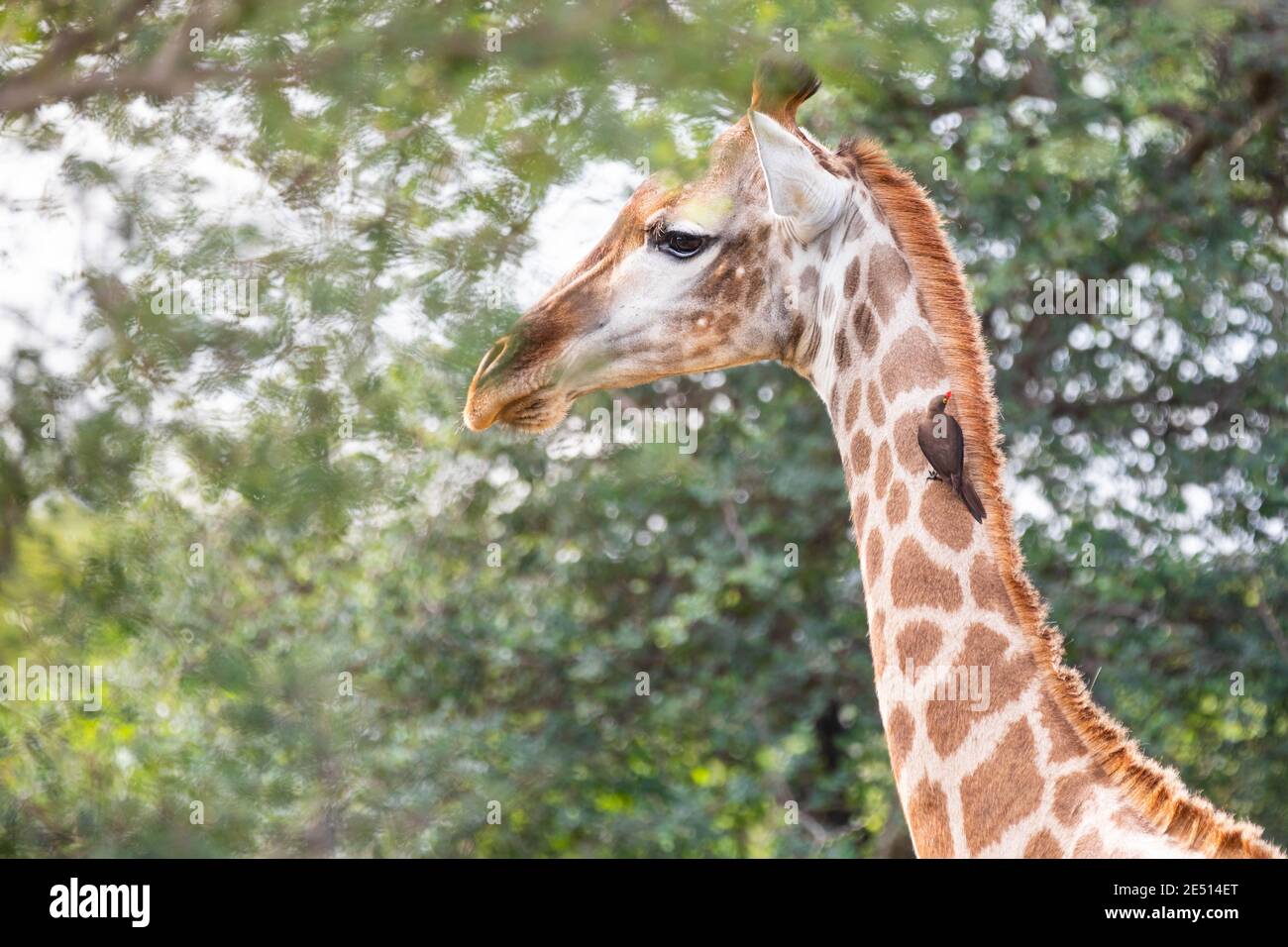 Gros plan sur le profil de la tête d'une girafe qui pâture parmi les feuilles des arbres, avec un pic perché sur son cou Banque D'Images