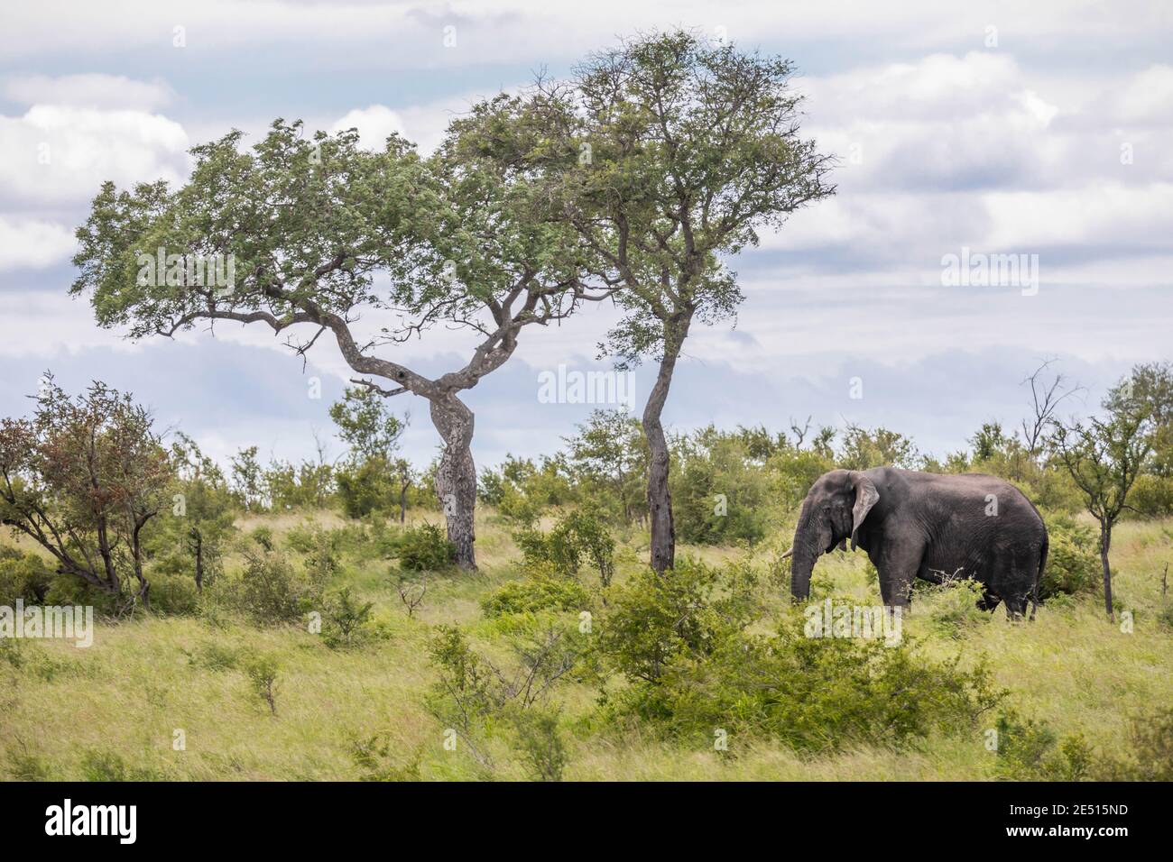 Paysage sud-africain emblématique avec un grand éléphant adulte qui broutage dans la savane près de deux arbres solitaires, sous un ciel bleu avec des nuages puffy Banque D'Images