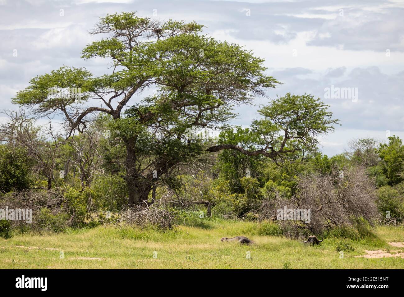 Dans la savane sud-africaine, un buffle se repose sous la voûte d'un acacia géant, parmi les buissons verts Banque D'Images