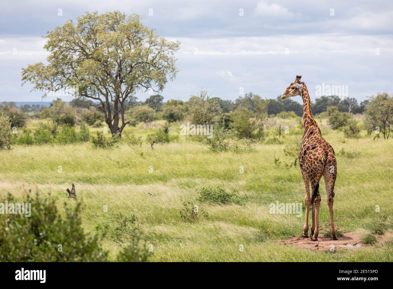 Paysage sud-africain emblématique avec une girafe solitaire dans la savane, entourée de buissons verts et d'un arbre lointain Banque D'Images