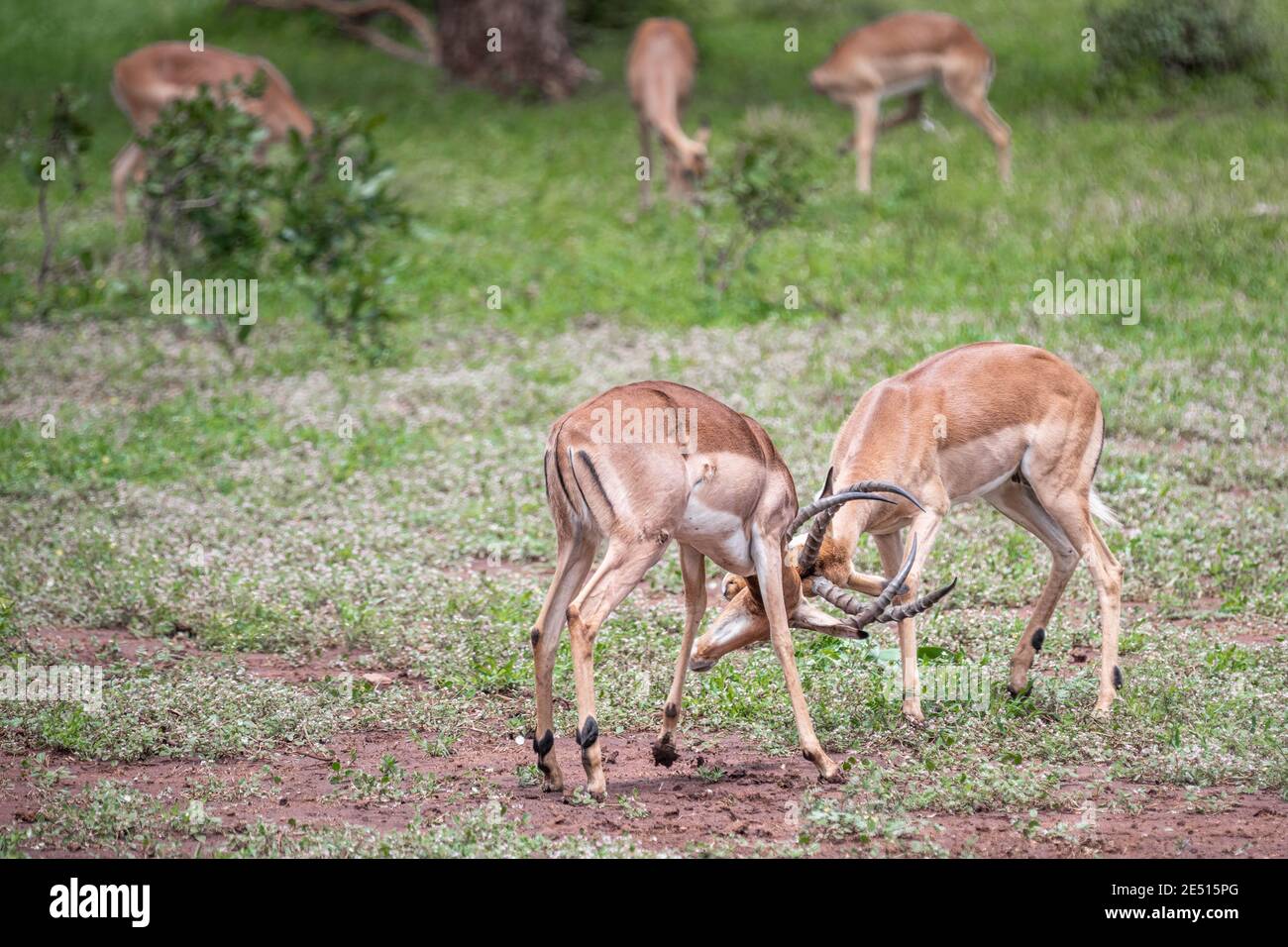 Gros plan sur deux Impala mâles qui se battent pour la suprématie la saison d'accouplement Banque D'Images