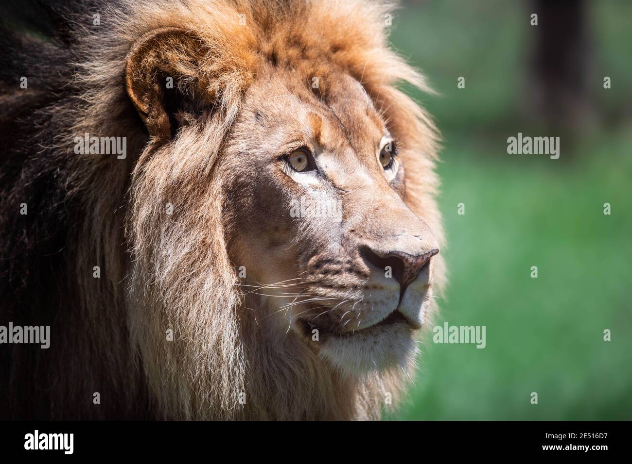 Gros plan d'un grand lion mâle sur le côté, sur fond de bokeh vert Banque D'Images
