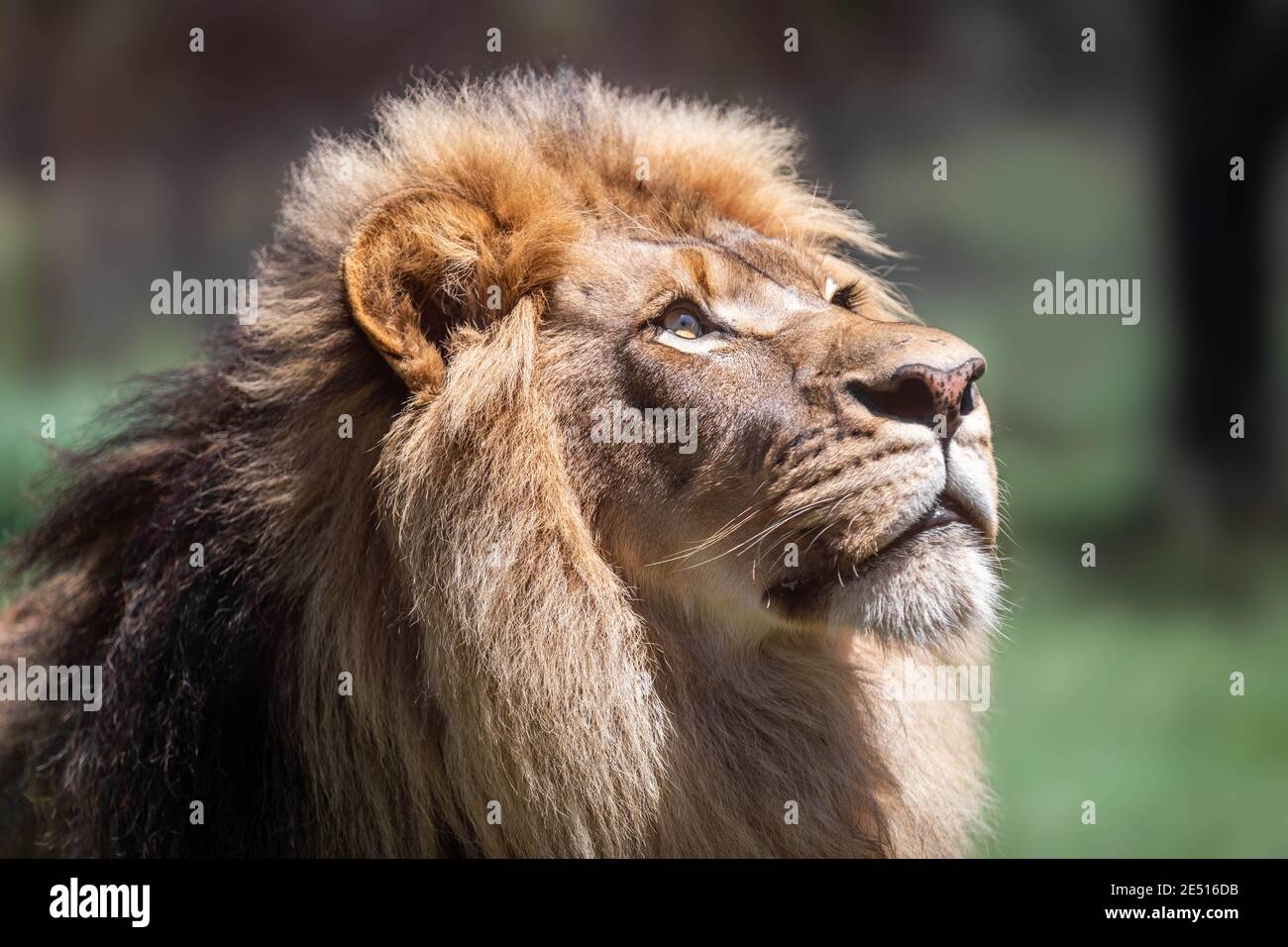 Gros plan d'un grand lion mâle vers le haut dans le soleil sur fond de bokeh Banque D'Images