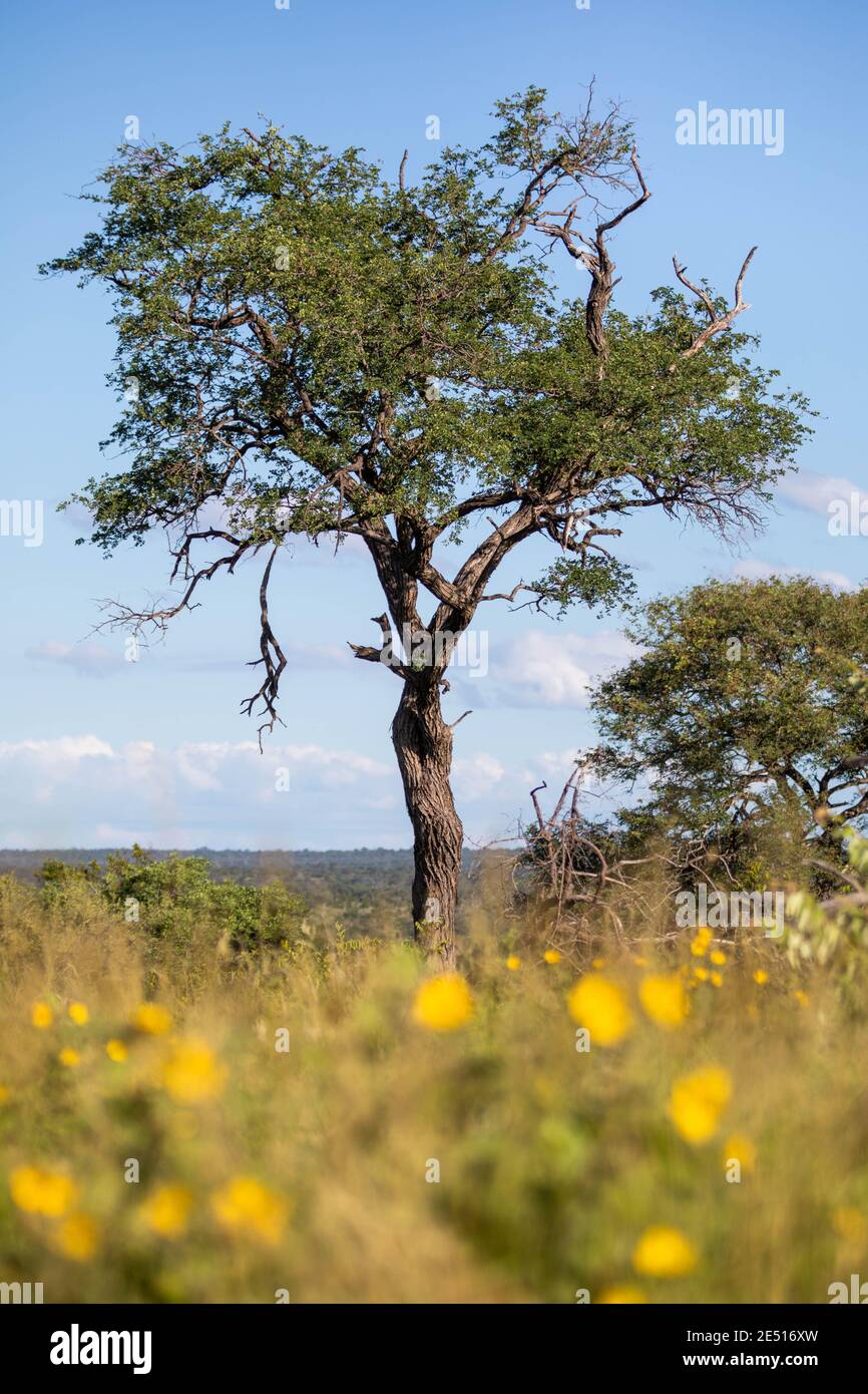 Paysage sud-africain, avec un buisson de fleurs jaunes en premier plan, un couple d'arbres solitaires, et la savane s'étendant à l'horizon Banque D'Images