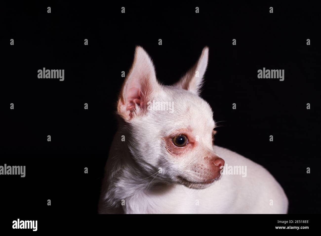 Chihuahua Visage De Bebe Sur Fond Noir Photo Stock Alamy