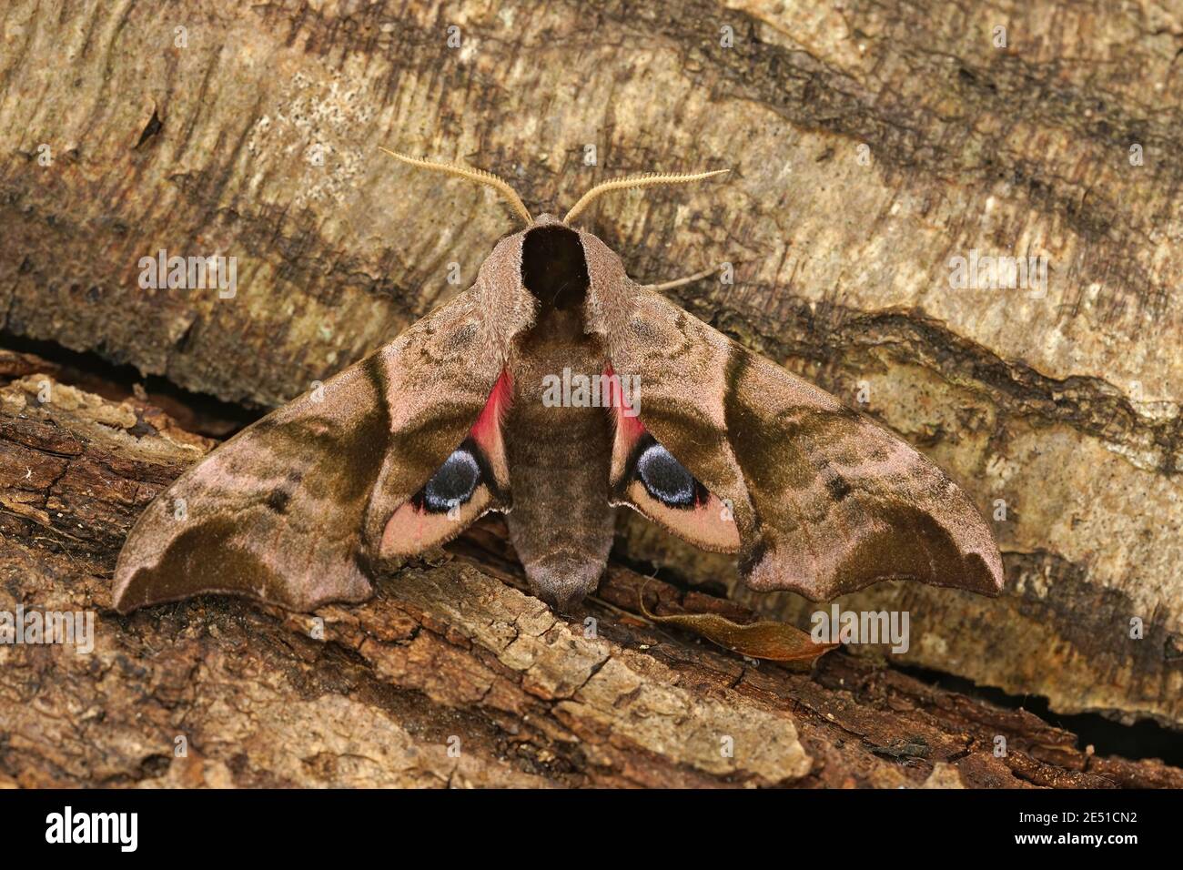 Gros plan sur un éperon coloré, Smerinthus ocellatus Banque D'Images
