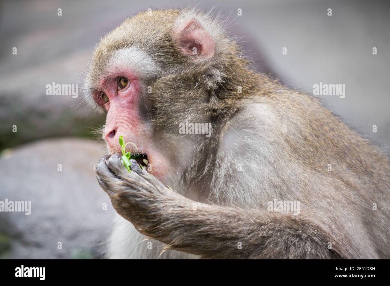 Gros plan d'un macaque japonais mâle adulte se nourrissant sur des feuilles vertes et regardant latéralement, sur un fond bokeh Banque D'Images