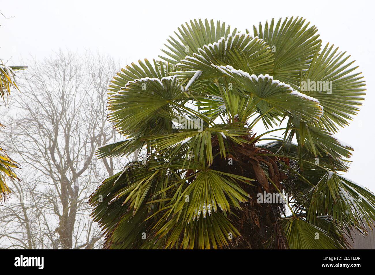 palmiers enneigés dans les jardins horniman Banque D'Images