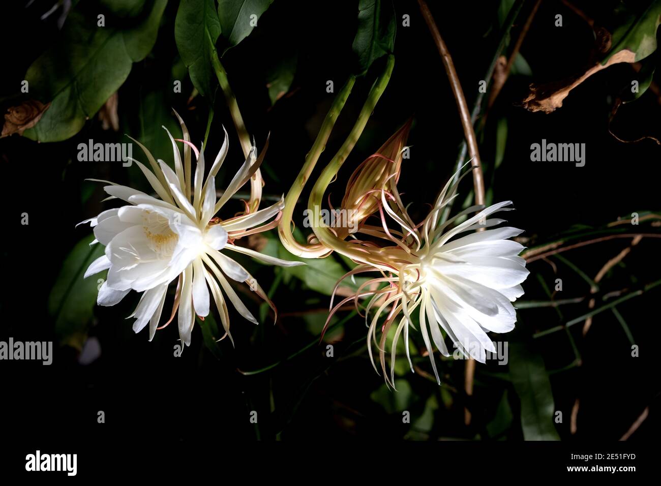 Vue de face de deux fleurs blanches de la reine de la nuit (Epiphyllum oxypetalum) Cactus plante, floraison nocturne, avec charme, envoûtant parfumé Banque D'Images