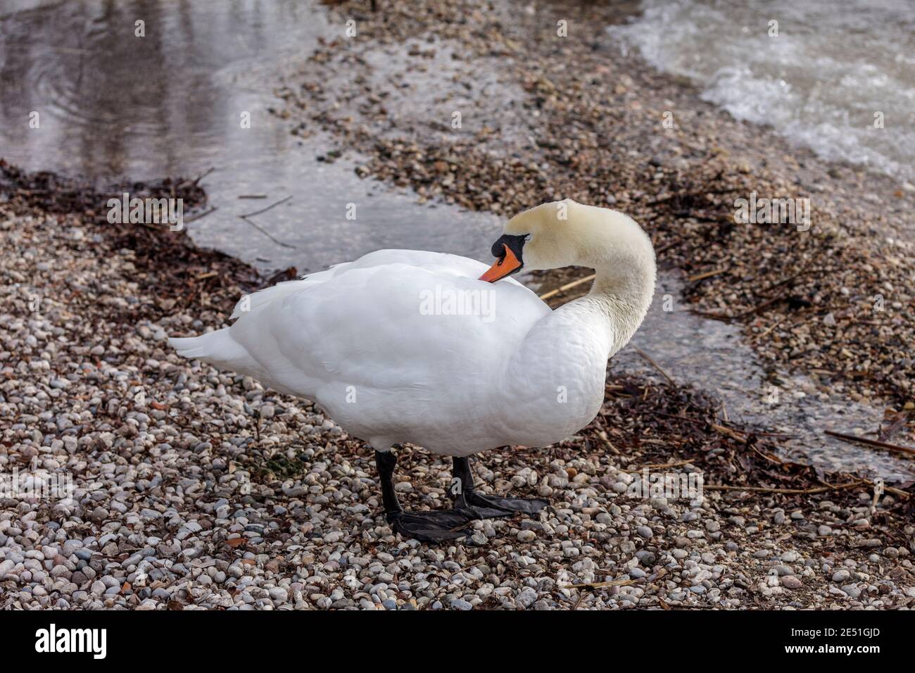 Swans sur la rive du lac de Garde en hiver essayant de se réchauffer et à la recherche de nourriture. Banque D'Images