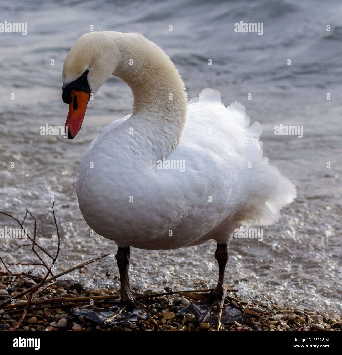 Swans sur la rive du lac de Garde en hiver essayant de se réchauffer et à la recherche de nourriture. Banque D'Images