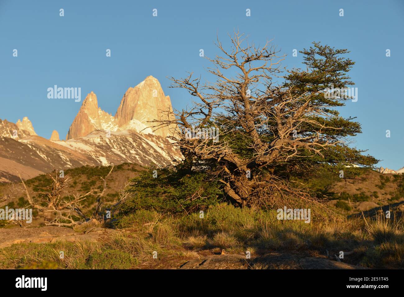 Hêtre Antarctique (Nothofagus antarctique) avec Mt. Fitz Roy, patagonie, Argentine (accent sur l'arbre) Banque D'Images