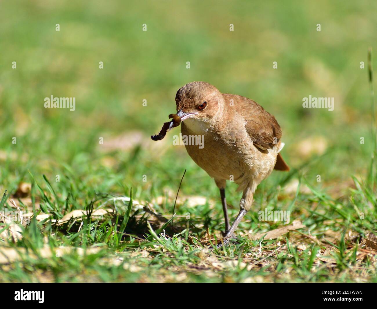 Hornero rufous (Furnarius rufus), oiseau national de l'Argentine et de l'Uruguay, se nourrissant sur le terrain dans un parc public de Buenos Aires Banque D'Images