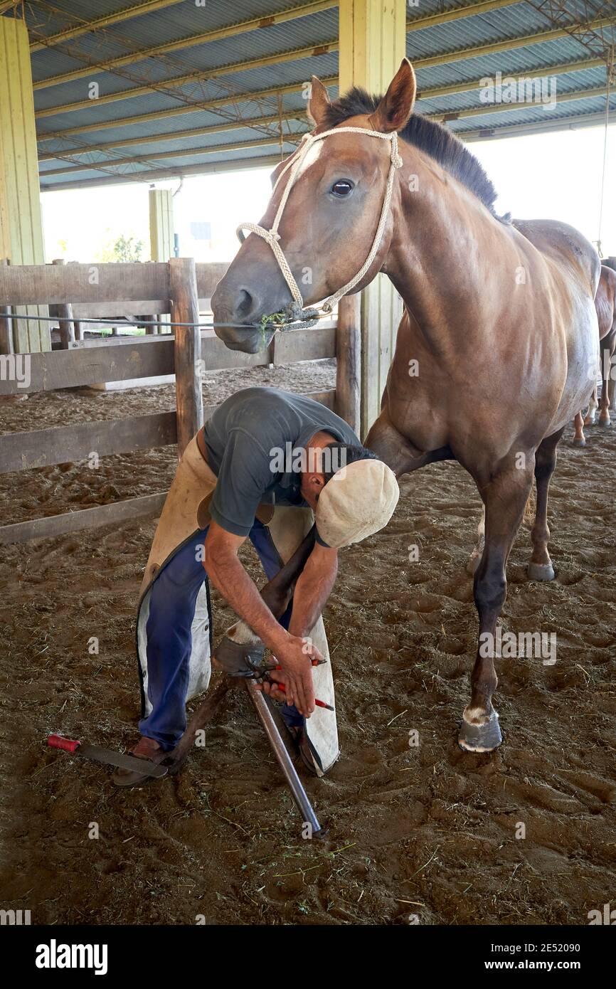 Un forgeron qui dépose l'ongle du cheval en préparation à la raquette d'un cheval. Banque D'Images