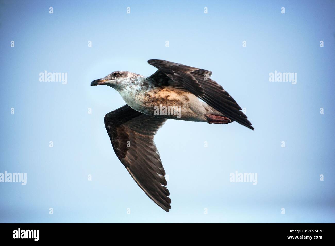 Un jeune mouette de l'Ouest (Larus occidentalis) en vol à Monterey, en Californie Banque D'Images