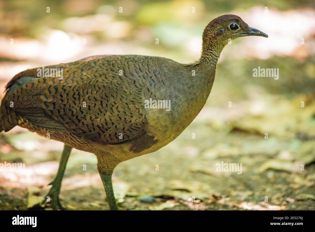 Un grand Tinamou (Tinamus Major) au parc national de Carara, province de Puntarenas, Costa Rica. *proche menacé Banque D'Images