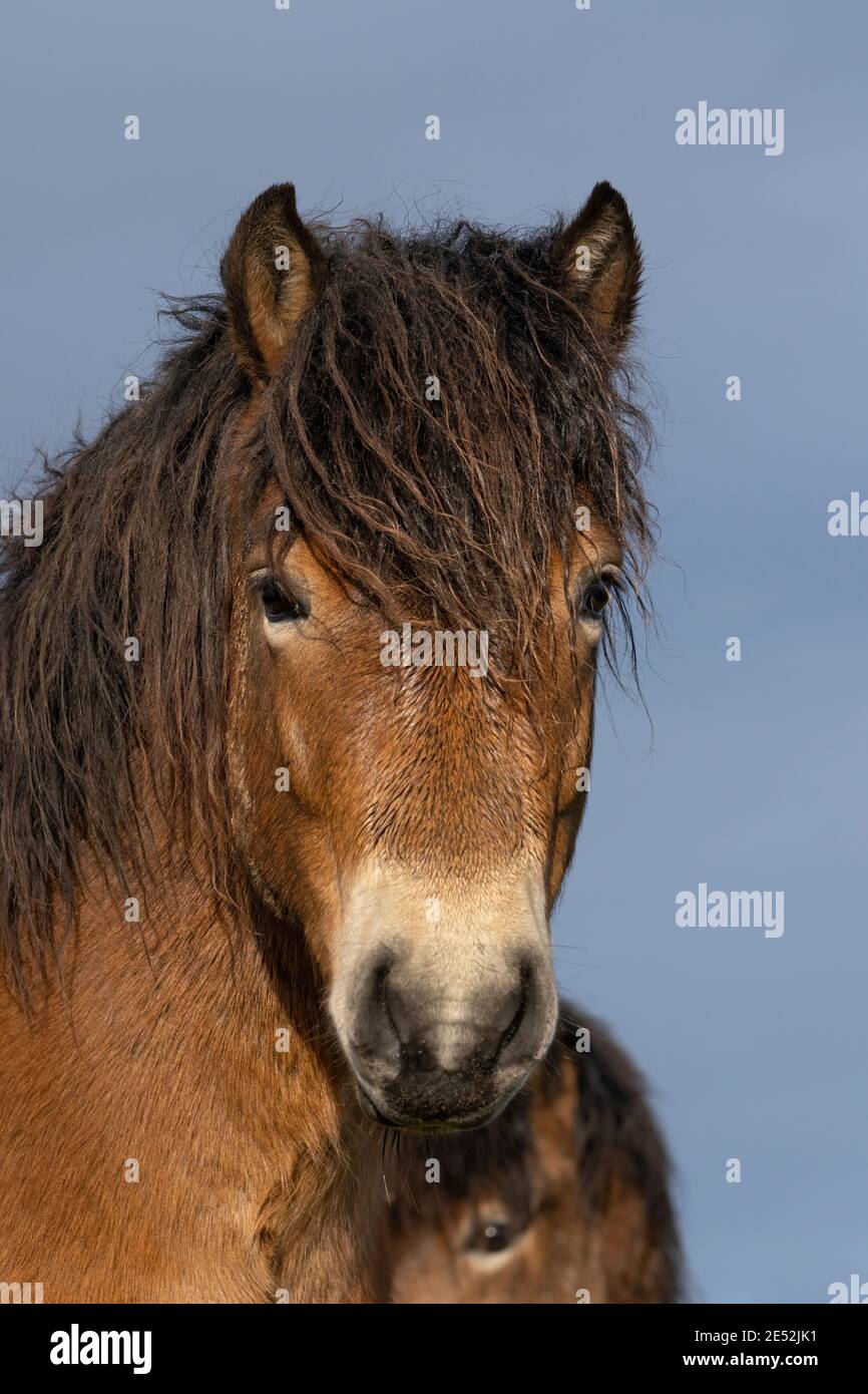 Tête d'un poney sauvage d'Exmoor, contre un ciel bleu dans la réserve naturelle de Fochteloo, aux pays-Bas Banque D'Images