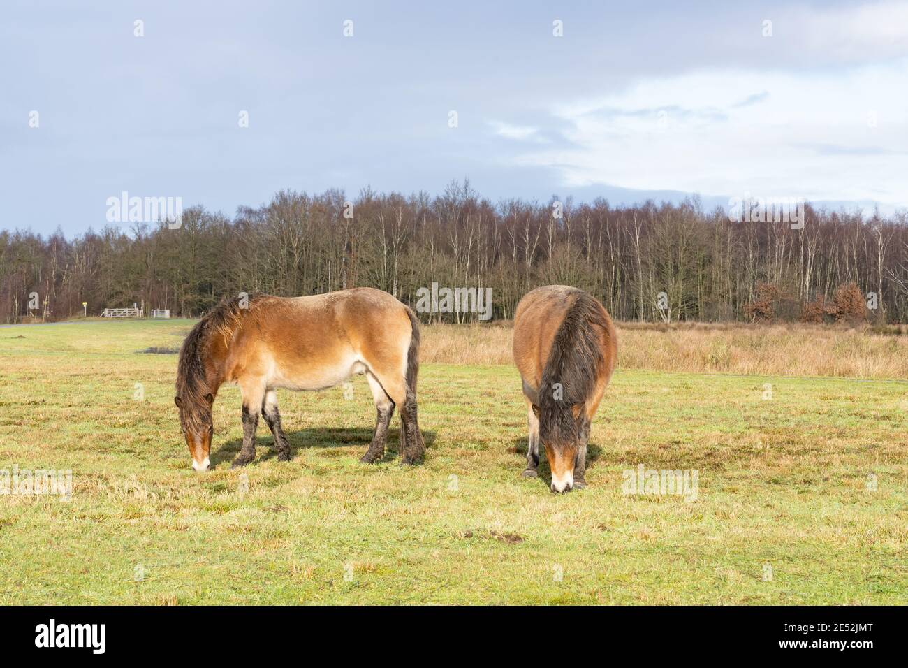 Troupeau de poneys sauvages d'Exmoor, Equus ferus caballus, se broutent dans une réserve naturelle. Fochteloo, pays-Bas Banque D'Images