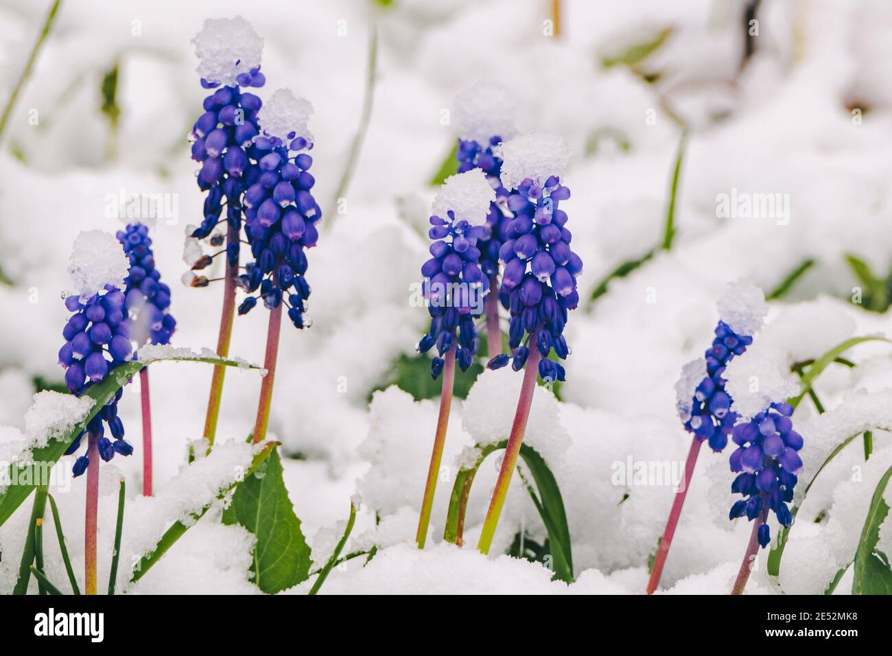 Fleur bleue mouscari sous la neige, gros plan. Photo de haute qualité Banque D'Images