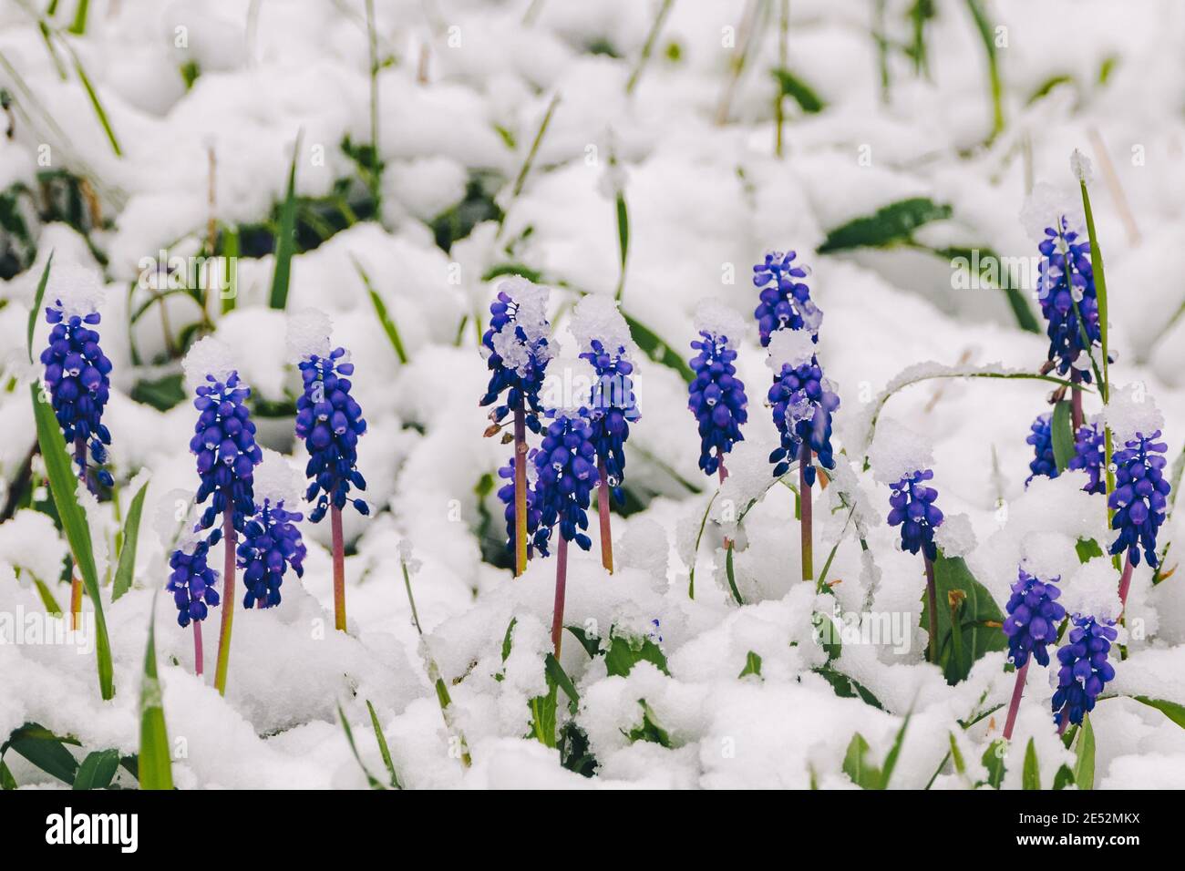 Fleur bleue mouscari fleur sauvage sous la neige. Photo de haute qualité Banque D'Images