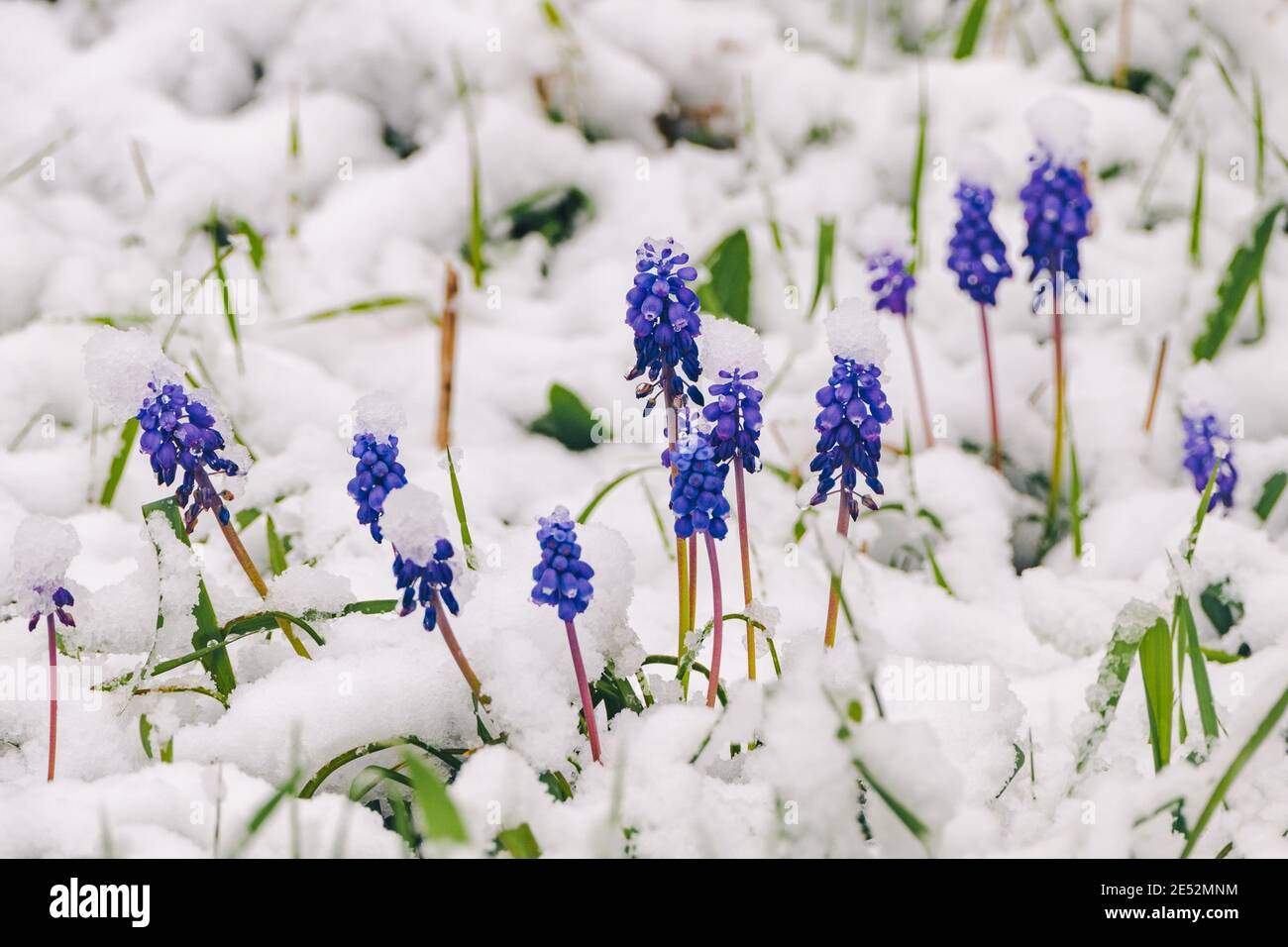 Un défrichement de fleurs de muscari sauvages sous la neige de printemps. Photo de haute qualité Banque D'Images