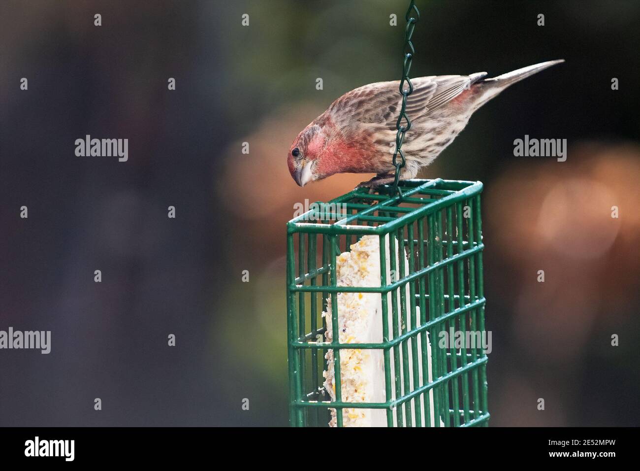 Les finches de la maison à l'alimentation arrière-cour Banque D'Images