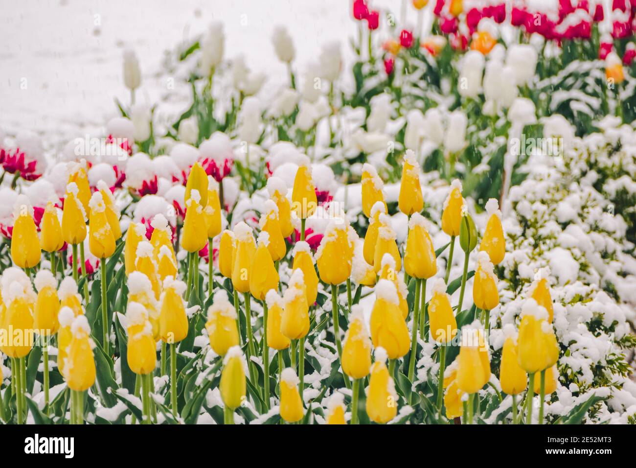 Tulipes jaunes sous la neige au début du printemps. Photo de haute qualité Banque D'Images
